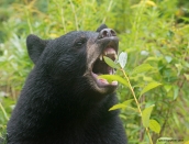 bear-victoryaug-26-2013d80_7364