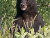 bear,black-face-July-2014,web,cropped,D809005