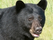 bearfecroppedjune-29121