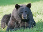 bear,momma,July-14-2014,D808248web