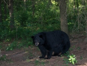 bearmommajuly-13-2013d80_5813