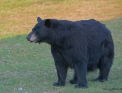 bearold-momma-aug-212013d80_7112