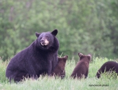 bears-june-112iso800d80