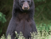 bear,young,b,June-15-2014,D805862