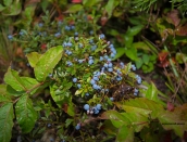 blueberriestimmins-areaaug-9-2013d80_6740
