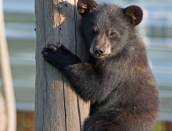 cub,Spirit,July-31-2014,web,D809328