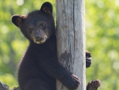 cub,b,July-14-2014,web,D808195