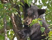 cub,momma's,July-20-2014,web,cropped,D808543