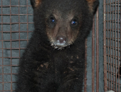 cub,new,May21,2014,D200,DSC_0010