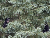 cubs-wait-in-tree,momma's-July-20-2014,web,D808523