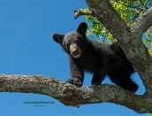 cub,web,Velvet,txt-bearwithus