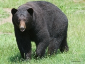 male-adult,June-16-2014,web,D806140