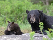 momma-and-cubmay-30-2012d