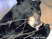 Yq