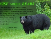 wiseaboutbears-fact,a,web,bear,fat,June-1-2013,D200,DSC_0073