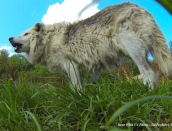 wolf,shae,aug-1-2014,web,GOPR0442