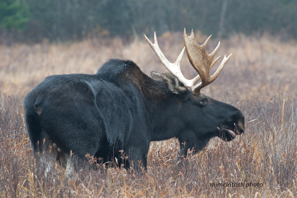 Moose,d,Oct.26,2012,D80_841 | Bear With Us