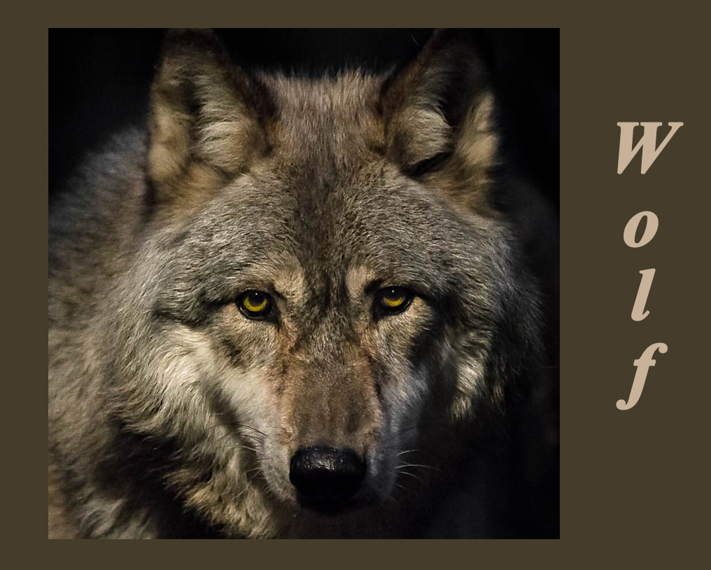 Coyote~Wolf~Bear | Bear With Us