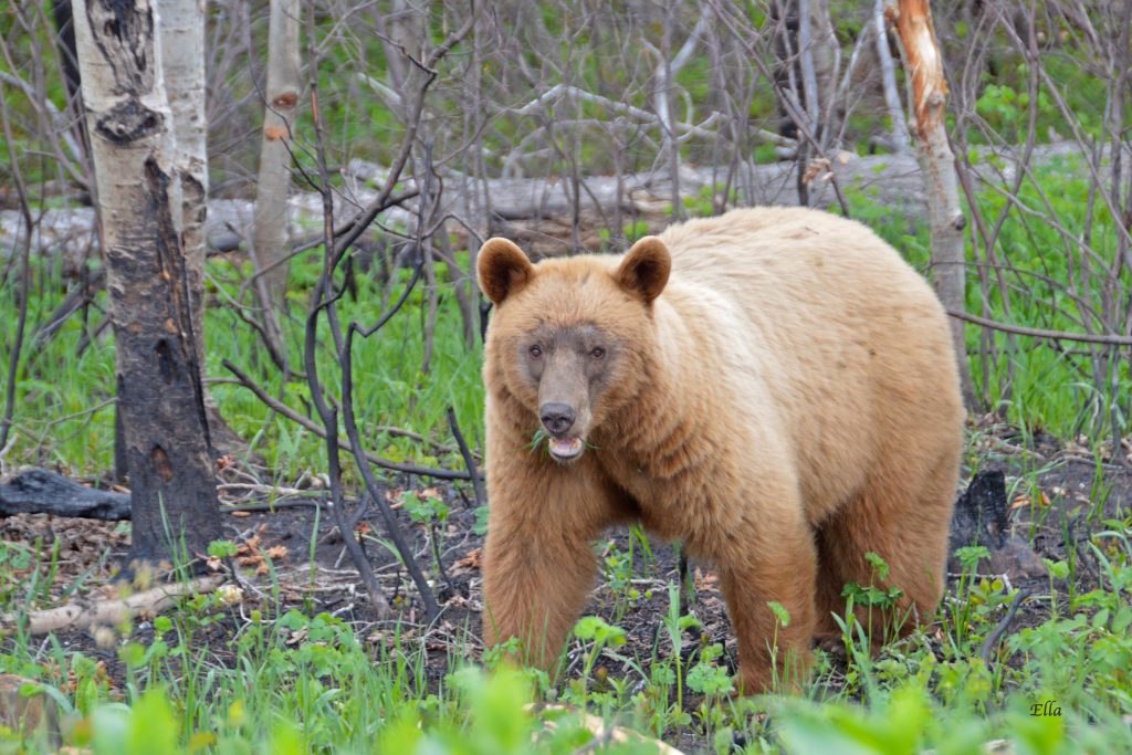 Black Bear of other colours Bear With Us