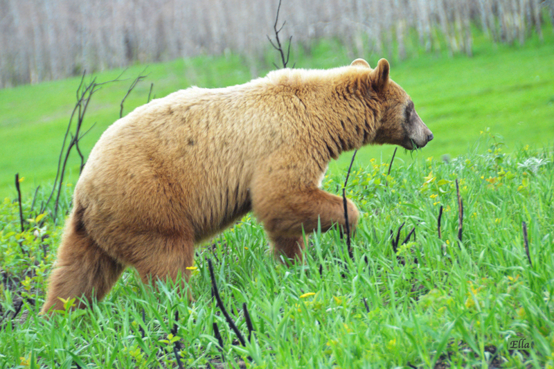 Black Bear of other colours Bear With Us