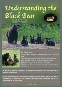 Facts At A Glance – North American Black Bear – Ursus Americanus | Bear ...