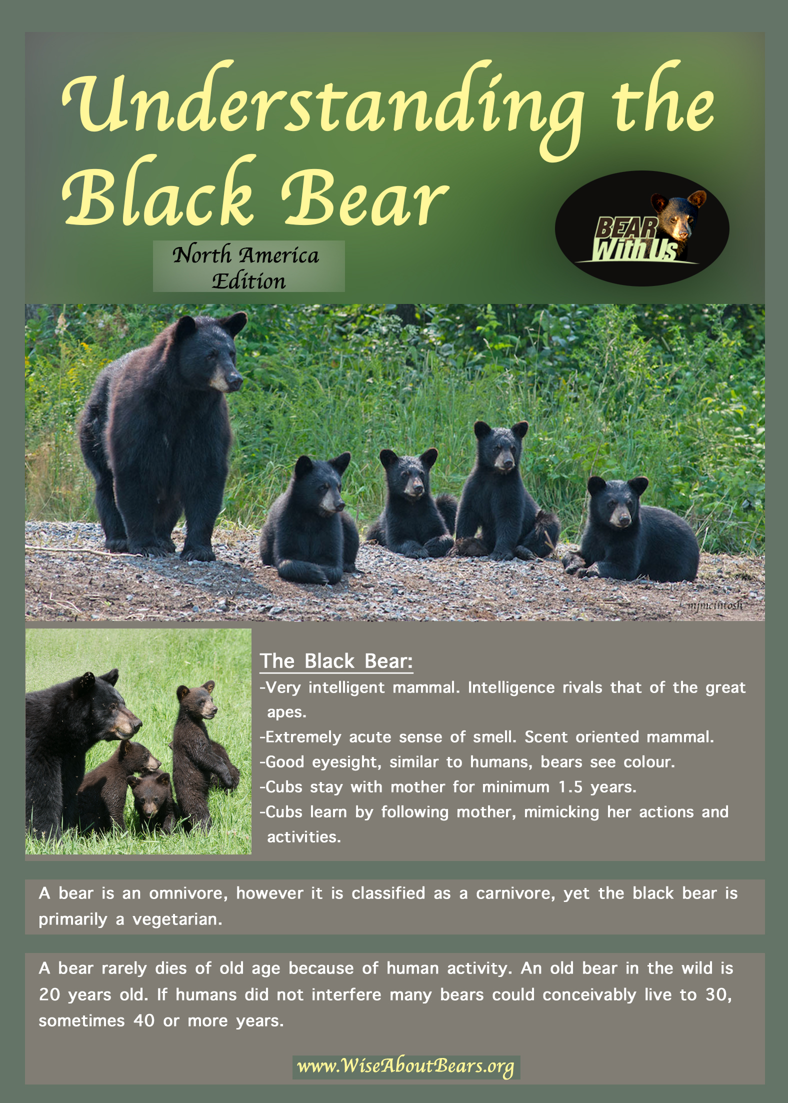 Facts At A Glance North American Black Bear Ursus Americanus Bear